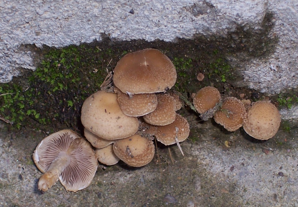 Psathyrella sp.??